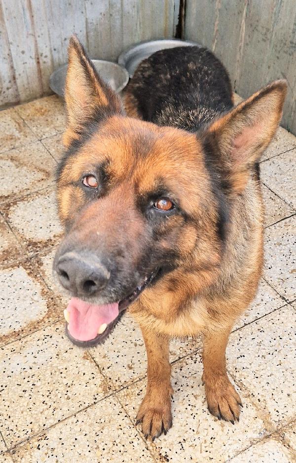 IRIS,GIOVANE PASTORE IN CANILE.ADOTTABILE IN TUTTA ITALIA! Foto 11